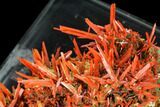 Bright Orange Crocoite Crystal Cluster - Tasmania #148535-3